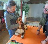 Erste Hilfe für den Hund